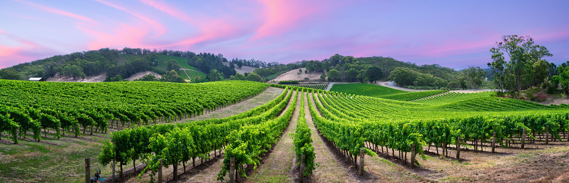 Vineyards Adelaide Hills - Travel Insurance Services